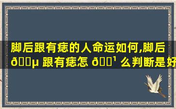 脚后跟有痣的人命运如何,脚后 🌵 跟有痣怎 🌹 么判断是好的还是坏的